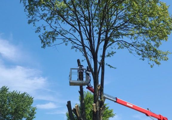 Tree Removal Services - Heartwoods Landscaping